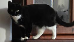 Lost Female Cat last seen Nelson Road- Near Southlane Parade, KT3 5EB. Same road as Raleigh hse - Staywell, Greater London, England KT3 5EB