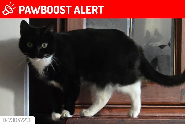 Lost Female Cat last seen Nelson Road- Near Southlane Parade, KT3 5EB. Same road as Raleigh hse - Staywell, Greater London, England KT3 5EB