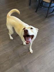 Found/Stray Male Dog last seen Mcneely Lake, Louisville, KY 40229