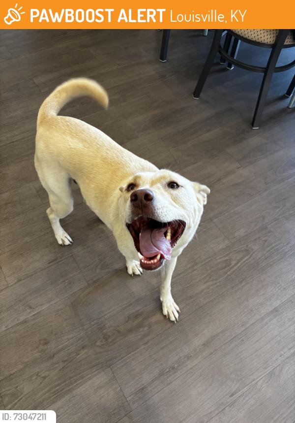 Found/Stray Male Dog last seen Mcneely Lake, Louisville, KY 40229