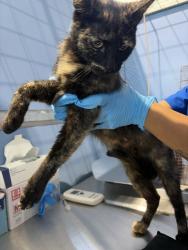 Shelter Stray Female Cat last seen E ST AND FAIRFAX, 333 Chandler Pl, San Bernardino, CA 92408, USA