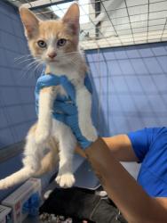 Shelter Stray Male Cat last seen E ST AND FAIRFAX, 333 Chandler Pl, San Bernardino, CA 92408, USA