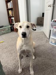 Reunited Female Dog last seen Montana and Rich Beem, El Paso, TX 79938