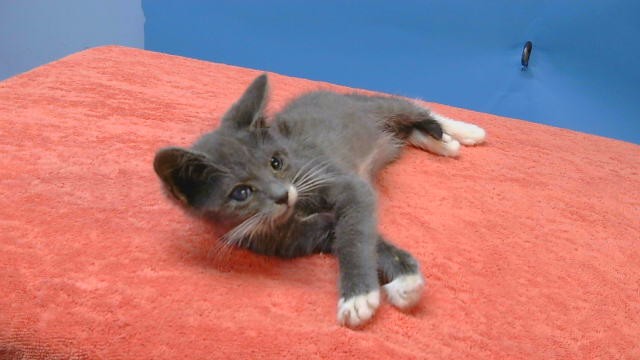 Shelter Stray Male Cat last seen , 216 W Victoria St, Gardena, CA 90248, USA