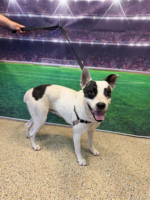 Shelter Stray Female Dog last seen Near BLOCK NW 10 AVE, 3599 NW 79th Ave, Doral, FL 33122, USA