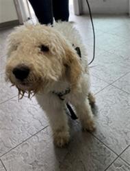 Shelter Stray Male Dog last seen , 11361 W Pico Blvd, Los Angeles, CA 90064, USA