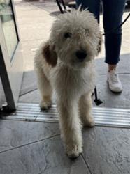 Shelter Stray Female Dog last seen , 11361 W Pico Blvd, Los Angeles, CA 90064, USA