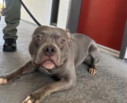 Shelter Stray Male Dog last seen , 1850 W 60th St, Los Angeles, CA 90047, USA