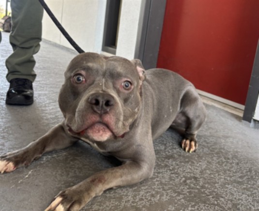 Shelter Stray Male Dog last seen , 1850 W 60th St, Los Angeles, CA 90047, USA