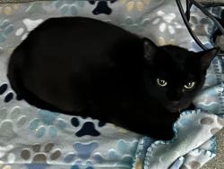 Shelter Stray Female Cat last seen Near BLOCK OF SOLTEROS ST, 655 N Mojave Rd, Las Vegas, NV 89101, USA
