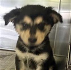 Shelter Stray Female Dog last seen , 1850 W 60th St, Los Angeles, CA 90047, USA