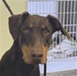 Shelter Stray Male Dog last seen , 1850 W 60th St, Los Angeles, CA 90047, USA