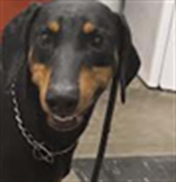 Shelter Stray Unknown Dog last seen , 1850 W 60th St, Los Angeles, CA 90047, USA