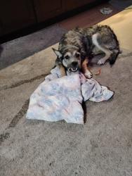 Found/Stray Male Dog last seen Walnut and Central , Compton, CA 90220