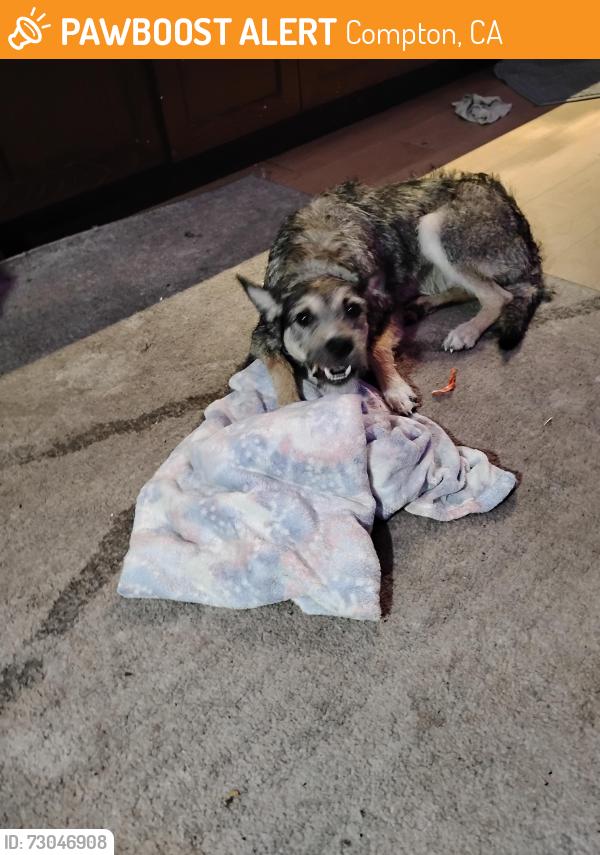 Found/Stray Male Dog last seen Walnut and Central , Compton, CA 90220