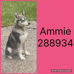Shelter Stray Female Dog last seen RIVERVIEW RD, 4214 Fulton Mill Rd, Macon, GA 31216, USA
