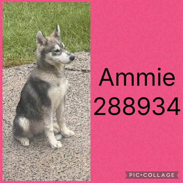 Shelter Stray Female Dog last seen RIVERVIEW RD, 4214 Fulton Mill Rd, Macon, GA 31216, USA