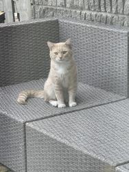 Found/Stray Male Cat last seen Gainsborough, London, ON N6G