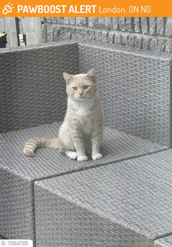 Found/Stray Male Cat last seen Gainsborough, London, ON N6G