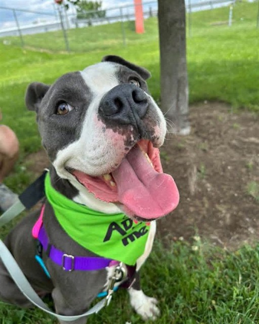 Shelter Stray Male Dog last seen Near BLOCK ARLING, 3528 Newburg Rd, Louisville, KY 40218, USA