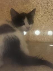 Shelter Stray Male Cat last seen Near BLOCK S KING VALLEY WAY, 4522 W 3500 S, West Valley City, UT 84120, USA