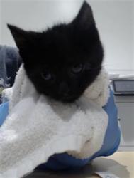 Shelter Stray Female Cat last seen POTRERO X ALAMEDA, 1419 Bryant St, San Francisco, CA 94103, USA