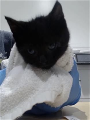 Shelter Stray Female Cat last seen POTRERO X ALAMEDA, 1419 Bryant St, San Francisco, CA 94103, USA