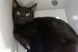 Shelter Stray Female Cat last seen POTRERO X ALAMEDA, 1419 Bryant St, San Francisco, CA 94103, USA