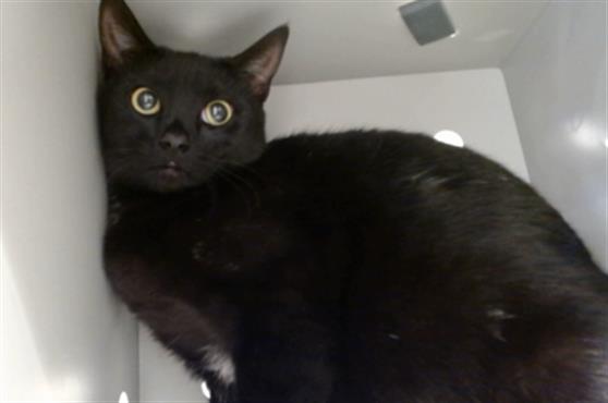 Shelter Stray Female Cat last seen POTRERO X ALAMEDA, 1419 Bryant St, San Francisco, CA 94103, USA