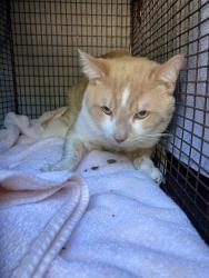 Shelter Stray Male Cat last seen Near BLK E VIA CARMELITOS, LONG BEACH, CA, 90805, 7700 E Spring St, Long Beach, CA 90815, USA