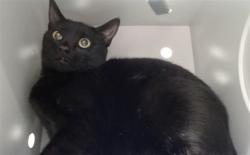 Shelter Stray Female Cat last seen POTRERO X ALAMEDA, 1419 Bryant St, San Francisco, CA 94103, USA