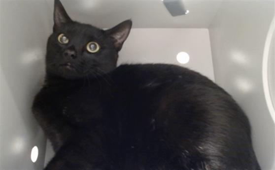 Shelter Stray Female Cat last seen POTRERO X ALAMEDA, 1419 Bryant St, San Francisco, CA 94103, USA