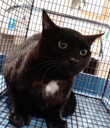 Shelter Stray Male Cat last seen POTRERO X ALAMEDA, 1419 Bryant St, San Francisco, CA 94103, USA