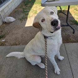 Shelter Stray Male Dog last seen Near BLOCK BLCK COVER ST, LONG BEACH, CA 90808, 7700 E Spring St, Long Beach, CA 90815, USA
