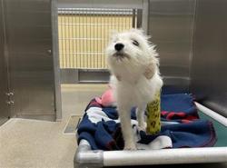 Shelter Stray Female Dog last seen Near BLOCK N LOGAN ST, DENVER CO 80203, 1241 W Bayaud Ave, Denver, CO 80223, USA