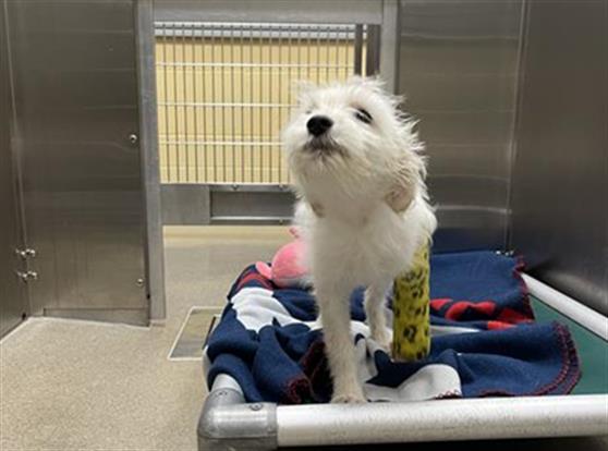 Shelter Stray Female Dog last seen Near BLOCK N LOGAN ST, DENVER CO 80203, 1241 W Bayaud Ave, Denver, CO 80223, USA
