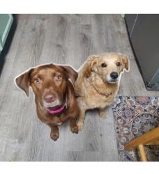 Reunited Female Dog last seen Rome and Followthru Forest Hills Tampa, Tampa, FL 33612