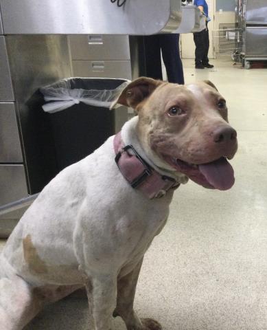 Shelter Stray Female Dog last seen PARKHURST ST, JURUPA VALLEY, CA, 6851 Van Buren Boulevard, Jurupa Valley, CA 92509, USA