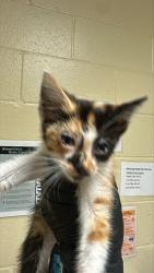 Shelter Stray Female Cat last seen MACK RD & FRANKLIN RD, 2127 Front St, Sacramento, CA 95818, USA