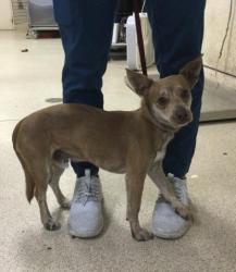 Shelter Stray Male Dog last seen Near BLOCK VERBENA DR, RIVERSIDE CA 92504, 6851 Van Buren Boulevard, Jurupa Valley, CA 92509, USA