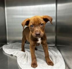 Shelter Stray Male Dog last seen , 4275 Elton St, Baldwin Park, CA 91706, USA
