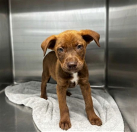 Shelter Stray Male Dog last seen , 4275 Elton St, Baldwin Park, CA 91706, USA