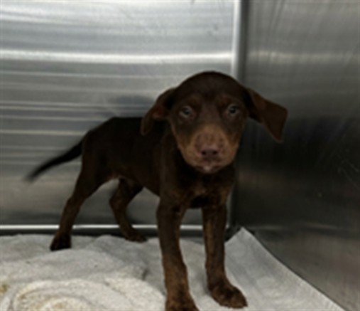 Shelter Stray Female Dog last seen , 4275 Elton St, Baldwin Park, CA 91706, USA