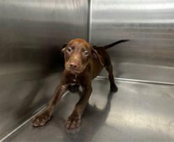 Shelter Stray Male Dog last seen , 4275 Elton St, Baldwin Park, CA 91706, USA