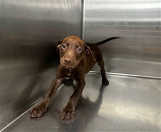 Shelter Stray Male Dog last seen , 4275 Elton St, Baldwin Park, CA 91706, USA
