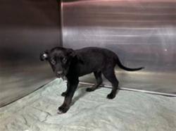 Shelter Stray Male Dog last seen , 4275 Elton St, Baldwin Park, CA 91706, USA
