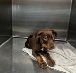 Shelter Stray Male Dog last seen , 4275 Elton St, Baldwin Park, CA 91706, USA