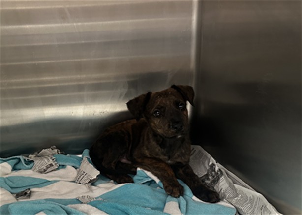 Shelter Stray Male Dog last seen , 4275 Elton St, Baldwin Park, CA 91706, USA