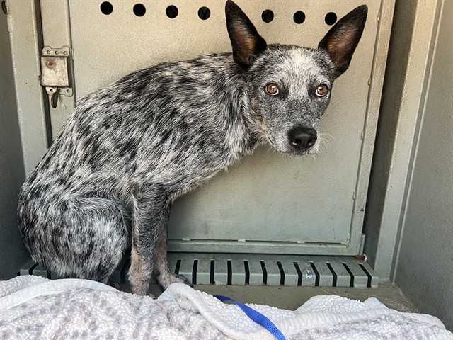 Shelter Stray Male Dog last seen , 4275 Elton St, Baldwin Park, CA 91706, USA