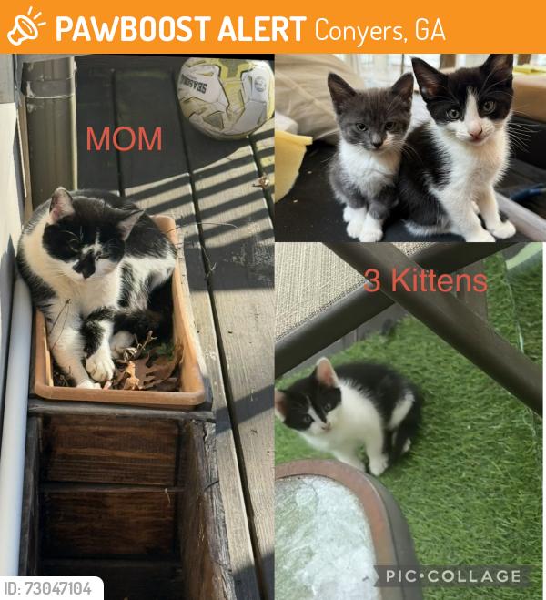 Found/Stray Female Cat last seen Hwy 138. Smyrna Crossing , Conyers, GA 30013